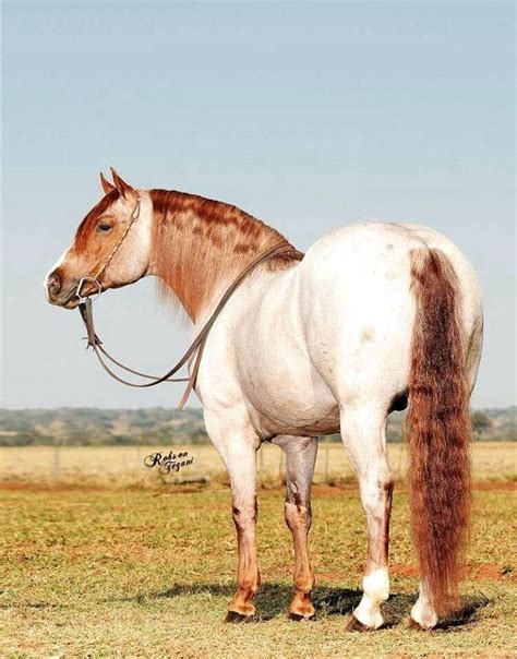 Strawberry roan | Horses Beautiful Horses | Pinterest