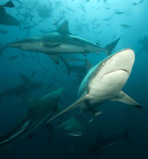 Shark School Photograph by Mikael Jigmo - Pixels