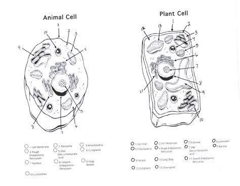 Animal Cell Diagram Worksheet