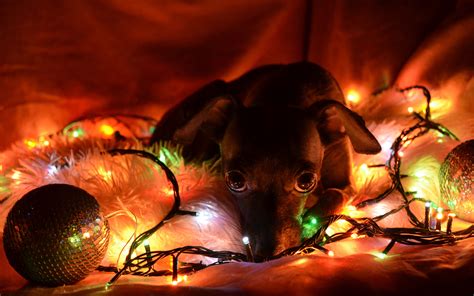 🔥 [50+] Christmas Dog Desktop Wallpapers | WallpaperSafari