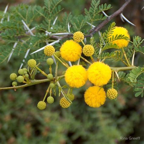 The beautiful #flower of the Soetdoring boom, this thorn tree is indigenous to #South #Africa ...