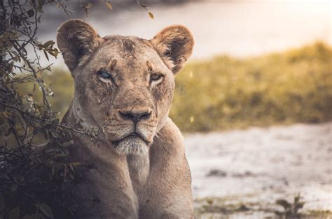 Lioness Wallpapers - Top Free Lioness Backgrounds - WallpaperAccess