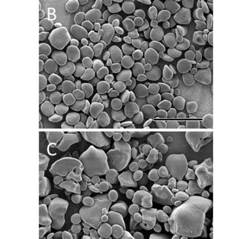 Starch granule size and morphology. Starch granules were extracted and ...