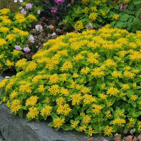 Plants of Stonecrop - SEDUM AIZOON subsp. KAMTSCHATICUM - T.O.G