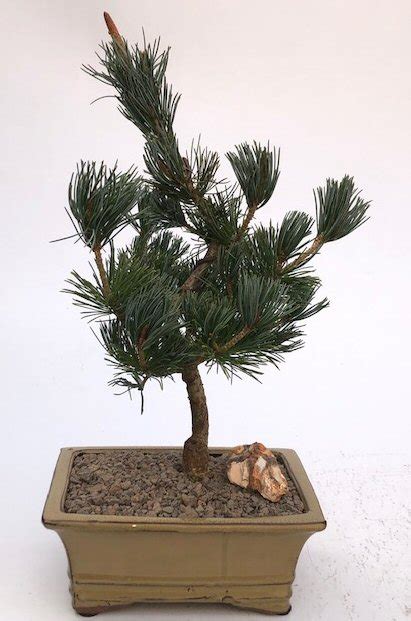 Japanese White Pine Bonsai Tree (pinus parviflora 'bergman')