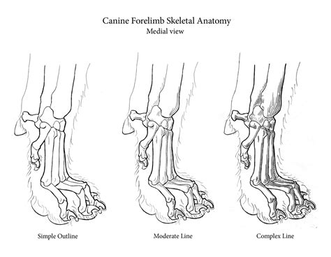 Cat Paw Bone Anatomy