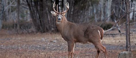 Wildlife in Georgia - Types of Georgian Animals - A-Z Animals