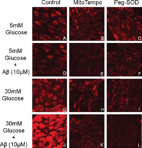 Role of ROS in promoting toxicity to A. Representative MitoSOX ...