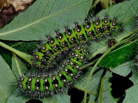 10 Facts about Caterpillars - Fact File