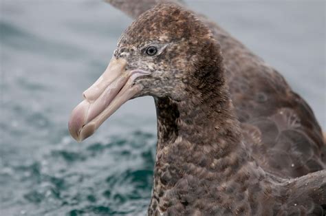 Northern Giant Petrel (Macronectes halli) Profile - Bird Baron