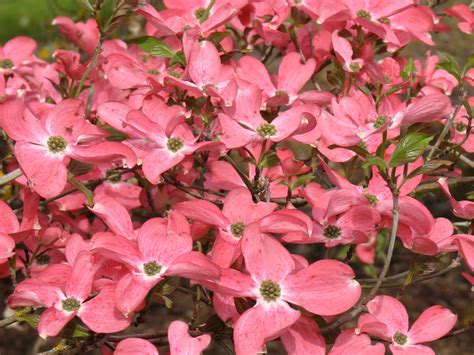 Dogwood, Pink Flowering - Campbell's Nursery