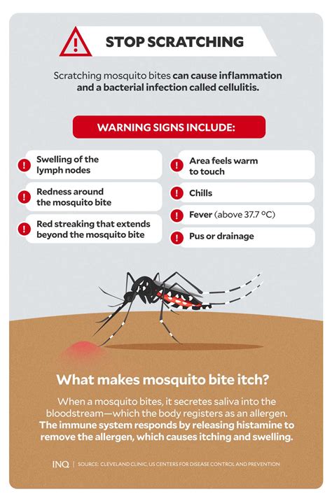 Understanding mosquito bites: Why you’re a target, why they itch | Inquirer News