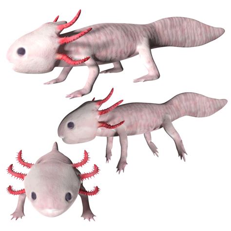 Axolotl 3D model - TurboSquid 1737422