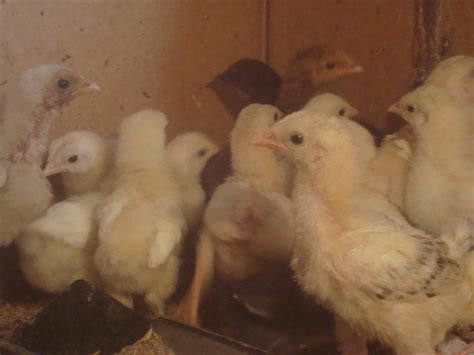 For sale All Fancy Hens & Chicks For Sale in karachi,pakistan (Animals - For Sale) - Pak101.com