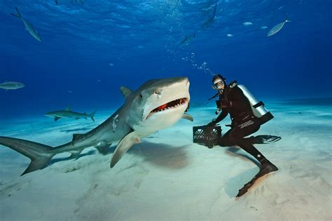 Brian Skerry Shines a Light on Sharks