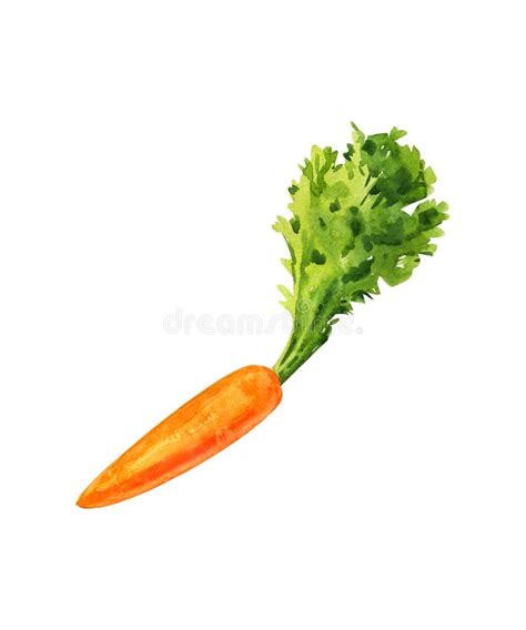 Orange Carrot, Watercolor Painting on White Background Stock Image ...