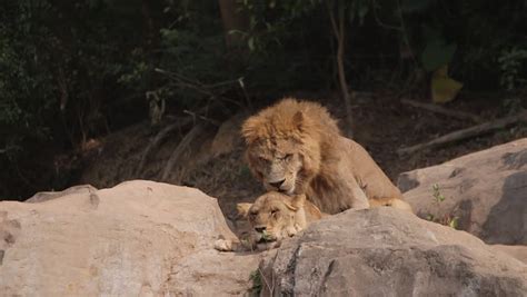 Two Lions Mating During the Stock Footage Video (100% Royalty-free) 5684936 | Shutterstock