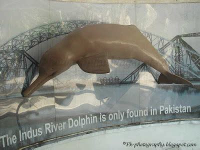 Indus River Dolphin | Nature, Cultural, and Travel Photography Blog