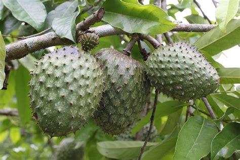 Polynesian Produce Stand : ~COROSSOL ZOMBIE~ FRUIT TREE Annona montana ...