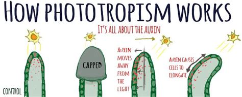 If the concentration of auxin is greater than cytokinin then roots will form. If the ...