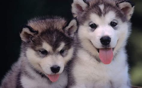 HD wallpaper: Animal Alaskan Malamute, Alaskan Malamute Puppies Hd Wallpaper Pictures, Images ...