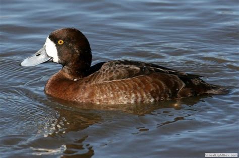 female Greater Scaup Birds Of Prey, Greater, North America, Platypus, Midnight Sun, Ducks ...