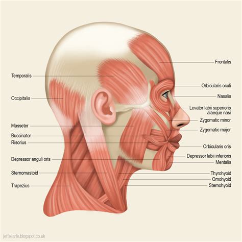 Jeff Searle: Muscles of the head and neck