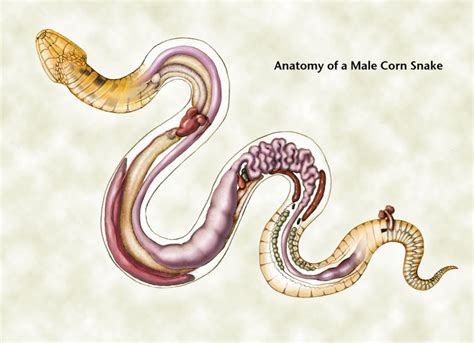 Anatomy of a Snake by MalachiteEternal on DeviantArt