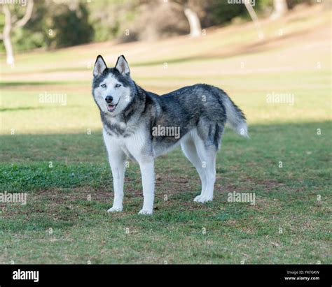 Siberian Husky Colors Black White - update berita olahraga dalam luar