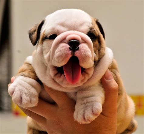 Pin von Mac R auf Addicted | Französische bulldoggenwelpen, Babyhunde, Hundebabys