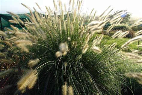 The Guide to Native Australian Ornamental Grasses