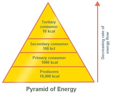 Environmental Studies - Ecological Pyramid