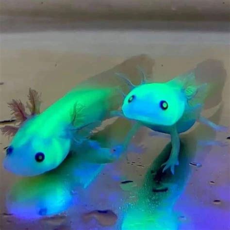 GFP Axolotl Guide: Why Glowing, Care & Diet | Cute animal tattoos, Cute ...