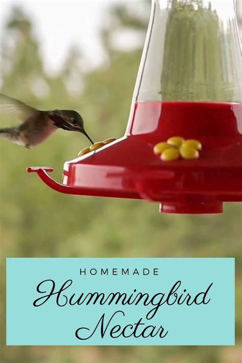 Best Homemade Hummingbird Nectar - A Step By Step Guide [Video] [Video ...