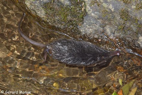 Mammifères semi-aquatiques - Fédération Aude Claire