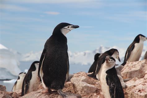 2560x1440 wallpaper | group of black and white penguins | Peakpx