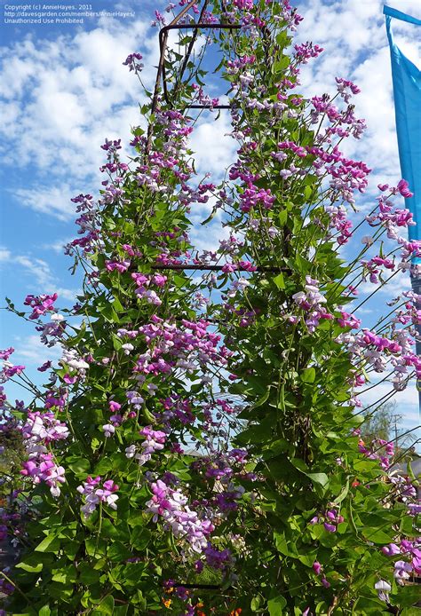 PlantFiles Pictures: Dipogon Species, Australian Pea Vine, Cape Sweet Pea, Dolichos Pea, Mile-a ...