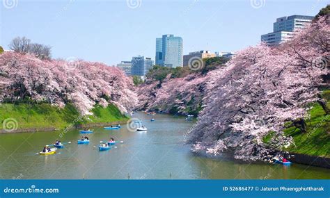 Cherry Blossoms at Chidorigafuchi in TOKYO JAPAN Stock Image - Image of effect, imperial: 52686477