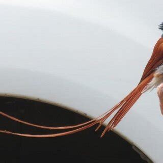 Male African paradise flycatcher (Photo Magi Nams) | Download Scientific Diagram