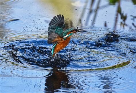 Photography of Kingfisher Flying Above Water | Wallpapers Share