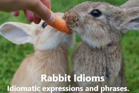 20 Rabbit Idioms Explained - HubPages