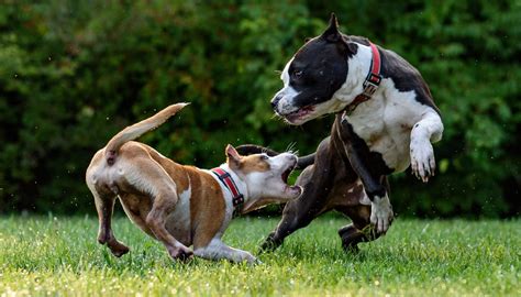 How To Break Up A Dog Fight - Growl Snarl Snap