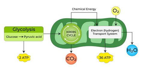 What is Aerobic Respiration? - Definition, Diagram, Process - GeeksforGeeks