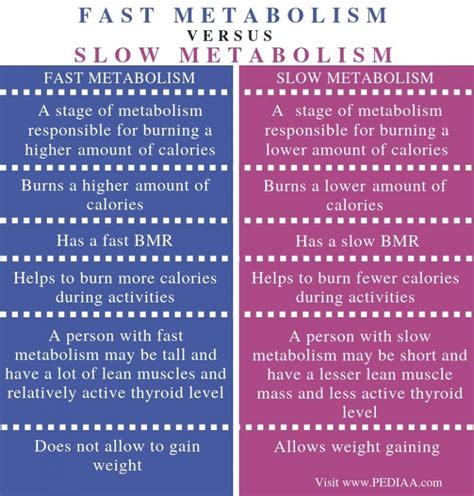 What is the Difference Between Fast and Slow Metabolism - Pediaa.Com