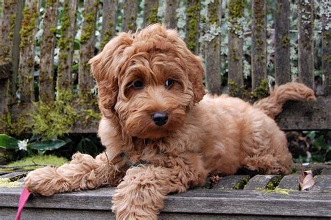 Der Labradoodle - Kreuzung aus Labrador und Pudel