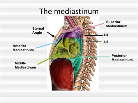 veins of mediastinum