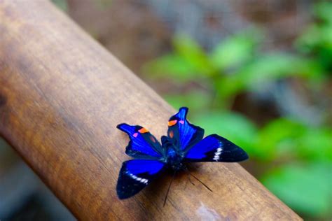 Butterfly - Iguazú Waterfalls | Iguazu waterfalls, Waterfall, Butterfly