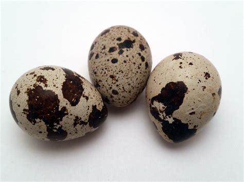 Fertile Coturnix Quail Eggs - Shipped – Spade & Feather