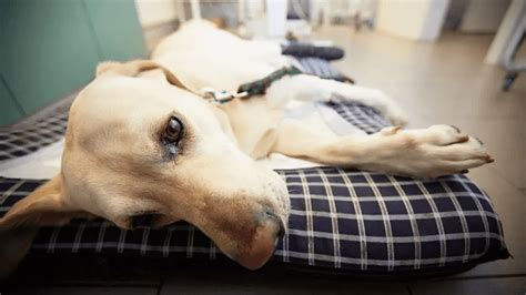 Understanding Your Pet: Common Signs of Illness in Dogs, and How to Keep Them Healthy - Hammypet