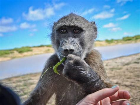 Namibia wildlife sanctuary volunteering vacation | Responsible Travel